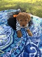 Princess , a female Poodle - Miniature  for sale in Houston, TX – 3 of 10
