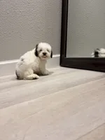 Ace , a male Poodle - Miniature  for sale in Houston, TX – 7 of 8