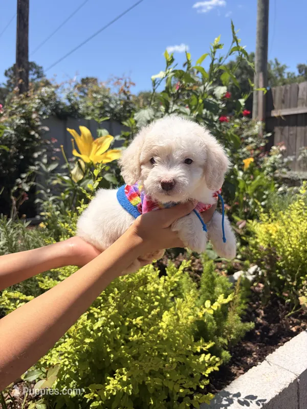 Sassy – Maltipoo puppy for sale in Houston, TX