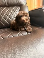 Ollie , a male Poodle - Miniature  for sale in Houston, TX – 5 of 7