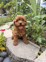 Bella , a female Poodle - Miniature  for sale in Houston, TX – 4 of 4