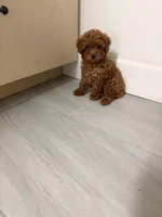 Chloe, a female Poodle - Miniature  for sale in Houston, TX – 4 of 6