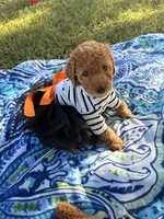 Princess , a female Poodle - Miniature  for sale in Houston, TX – 10 of 10