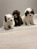 Patches, a male Poodle - Miniature  for sale in Houston, TX – 7 of 7