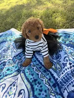 Princess , a female Poodle - Miniature  for sale in Houston, TX – 6 of 10
