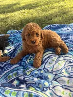 Apollo , a male Poodle - Miniature  for sale in Houston, TX – 2 of 8