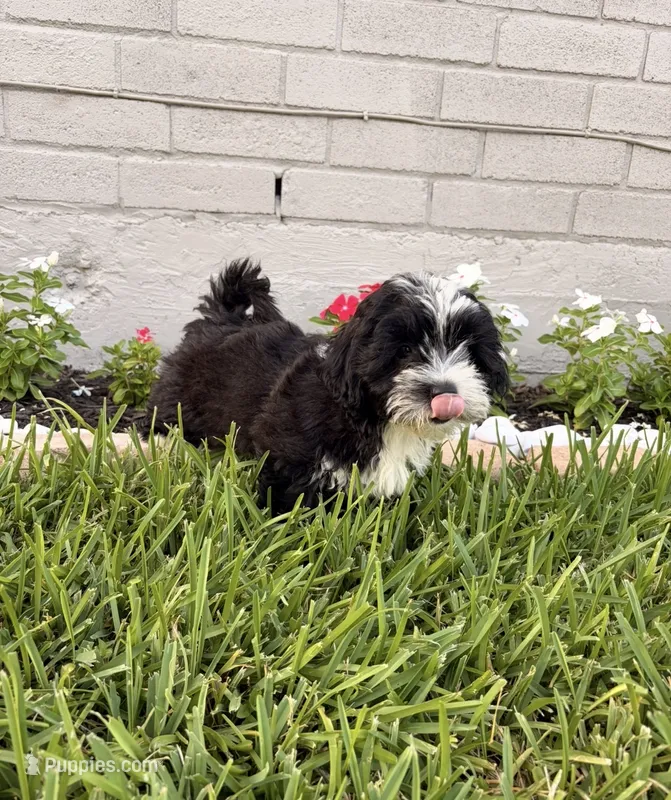 Oreo  – Maltipoo puppy for sale in Houston, TX