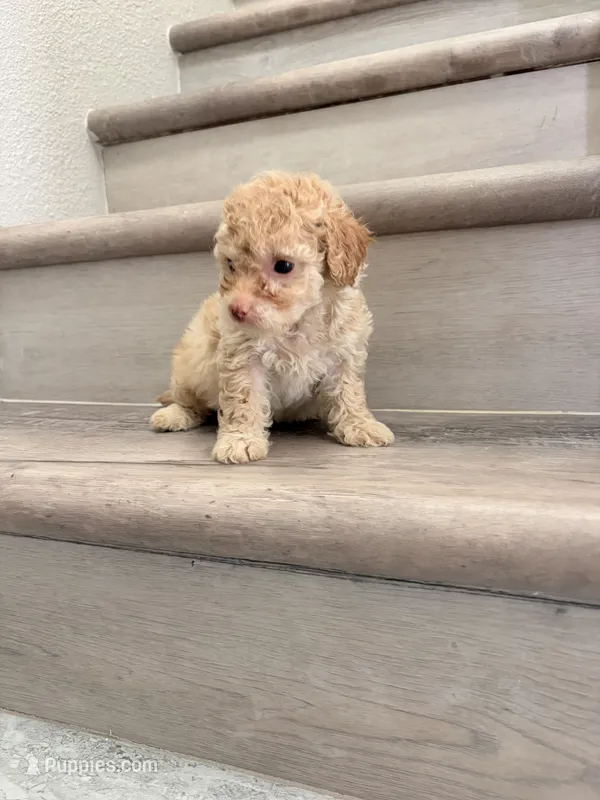 Ollie – Maltipoo puppy for sale in Houston, TX