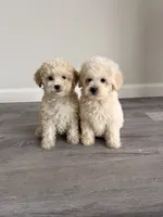 Ruby , a female Maltipoo for sale in Houston, TX – 3 of 4