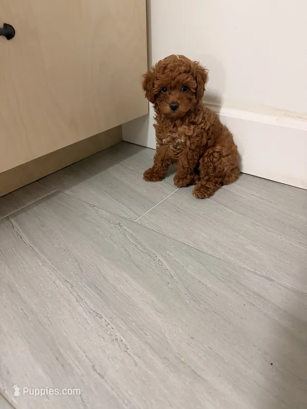 Chloe – Poodle - Miniature  puppy for sale in Houston, TX