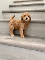 Red, a male Poodle - Miniature  for sale in Houston, TX – 3 of 5