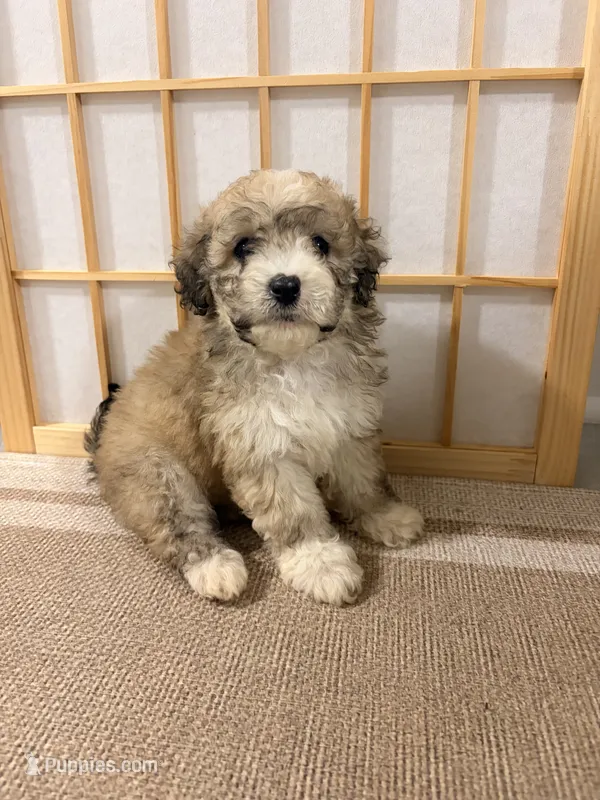 Poppy – Maltipoo puppy for sale in Houston, TX