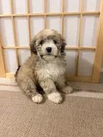 Poppy, a male Maltipoo for sale in Houston, TX – 1 of 3