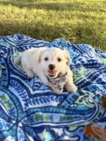 Toby , a male Maltipoo for sale in Houston, TX – 6 of 7