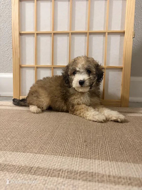 Cooper – Maltipoo puppy for sale in Houston, TX