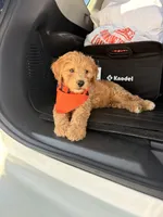 Waffles , a male Miniature Goldendoodle for sale in Houston, TX – 3 of 4