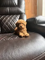Chloe, a female Poodle - Miniature  for sale in Houston, TX – 3 of 6