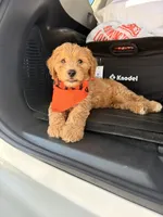 Waffles , a male Miniature Goldendoodle for sale in Houston, TX – 4 of 4