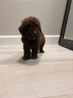 Coco, a male Poodle - Miniature  for sale in Houston, TX – 6 of 6