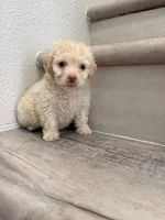 Poppy, a male Maltipoo for sale in Houston, TX – 4 of 7