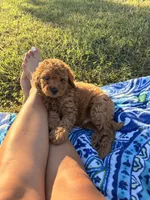 Apollo , a male Poodle - Miniature  for sale in Houston, TX – 8 of 8