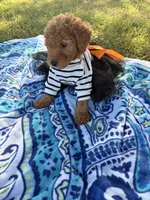 Princess , a female Poodle - Miniature  for sale in Houston, TX – 8 of 10