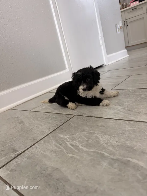 Luna  – Maltipoo puppy for sale in Houston, TX