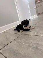 Luna , a female Maltipoo for sale in Houston, TX – 1 of 5