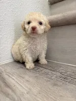 Poppy, a male Maltipoo for sale in Houston, TX – 6 of 7
