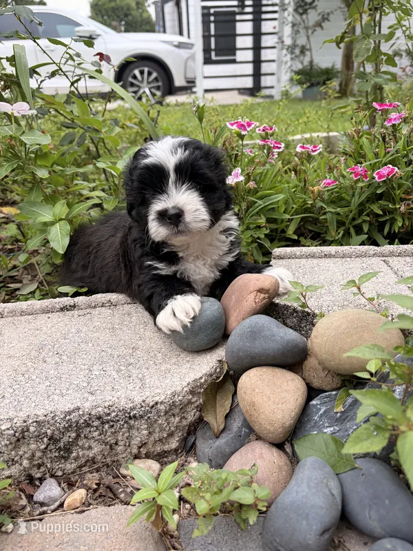 Oreo  – Maltipoo puppy for sale in Houston, TX