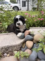 Oreo , a male Maltipoo for sale in Houston, TX – 1 of 3