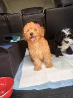 Bella , a female Poodle - Miniature  for sale in Houston, TX – 2 of 2