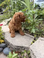 Bella , a female Poodle - Miniature  for sale in Houston, TX – 3 of 4