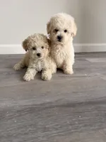 Ruby , a female Maltipoo for sale in Houston, TX – 4 of 4