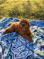 Apollo , a male Poodle - Miniature  for sale in Houston, TX – 7 of 8