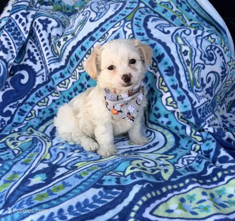 Teddy – Maltipoo puppy for sale in Houston, TX