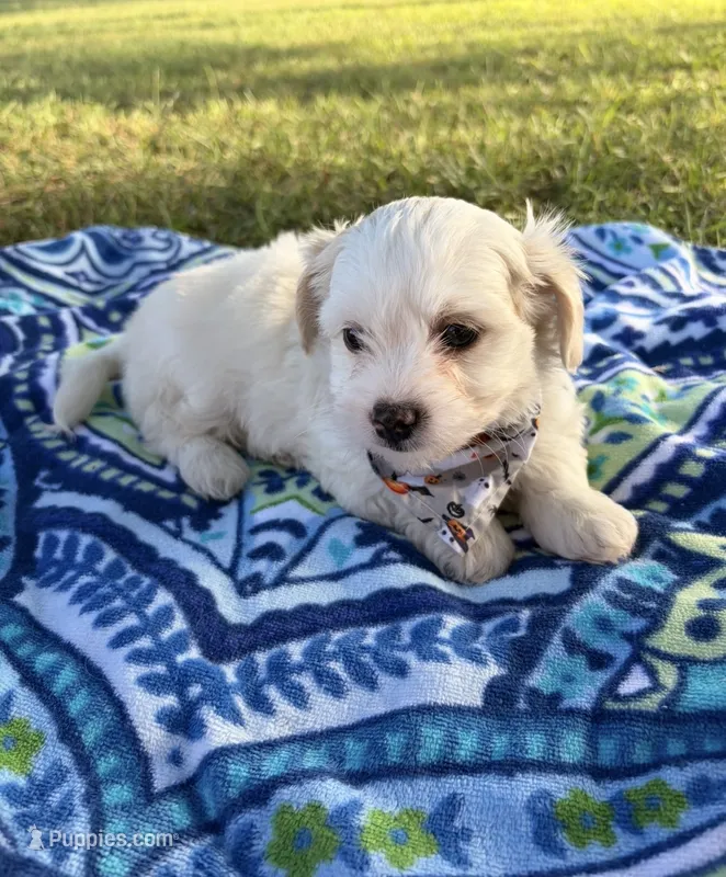 Toby  – Maltipoo puppy for sale in Houston, TX