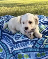 Toby , a male Maltipoo for sale in Houston, TX – 1 of 7