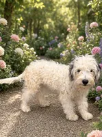 Lola, a female Maltipoo for sale in Houston, TX – 1 of 2