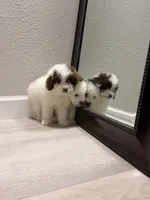 Patches, a male Poodle - Miniature  for sale in Houston, TX – 2 of 7