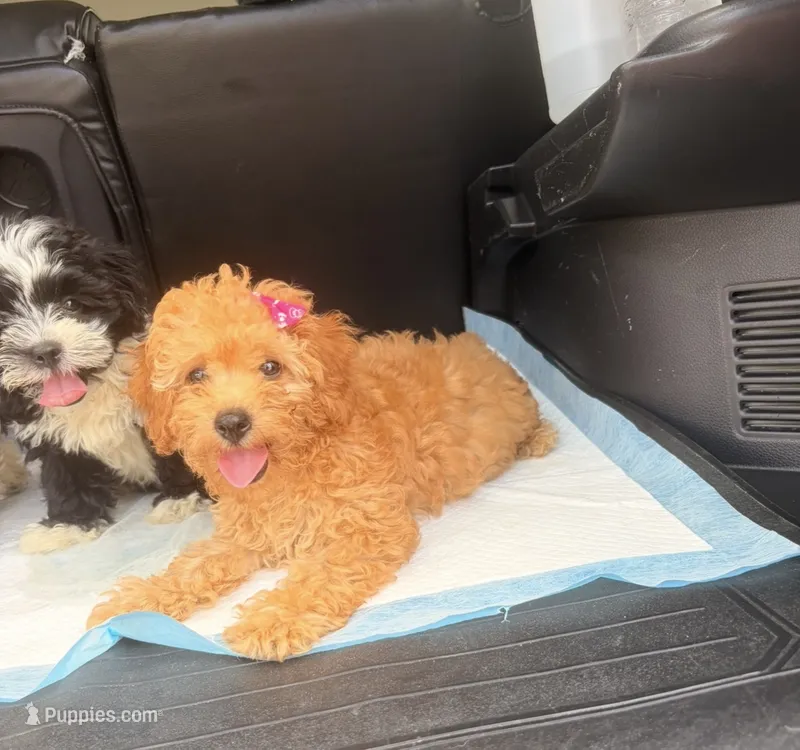 Bella  – Poodle - Miniature  puppy for sale in Houston, TX