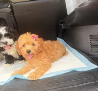 Bella , a female Poodle - Miniature  for sale in Houston, TX – 1 of 2