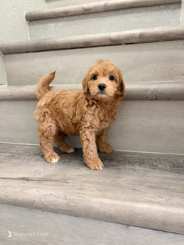 Red – Poodle - Miniature  puppy for sale in Houston, TX