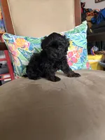Lola , a female Maltipoo for sale in Houston, TX – 3 of 3