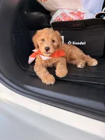 Waffles , a male Miniature Goldendoodle for sale in Houston, TX – 2 of 4
