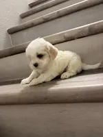 Coco , a male Shih Tzu for sale in Houston, TX – 2 of 3