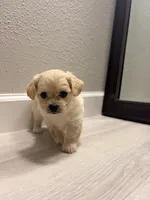 Tiny, a male Maltipoo for sale in Houston, TX – 2 of 5
