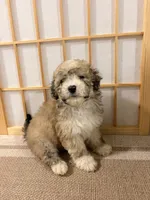 Poppy, a male Maltipoo for sale in Houston, TX – 3 of 3