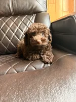 Ollie , a male Poodle - Miniature  for sale in Houston, TX – 4 of 7