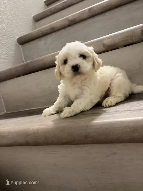 Coco  – Shih Tzu puppy for sale in Houston, TX